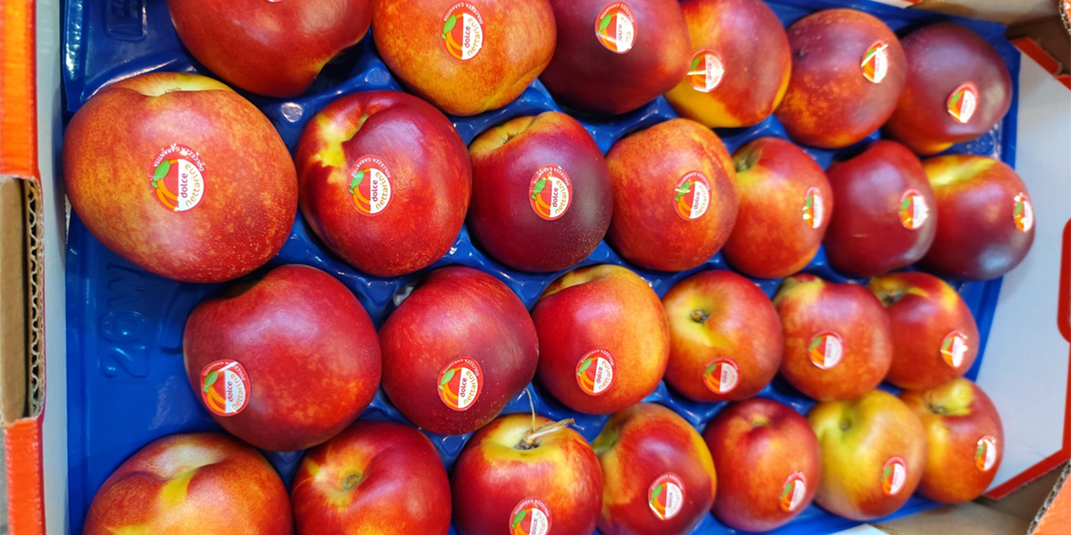 Le prime nettarine italiane conquistano i mercati: qualità e sapore al top